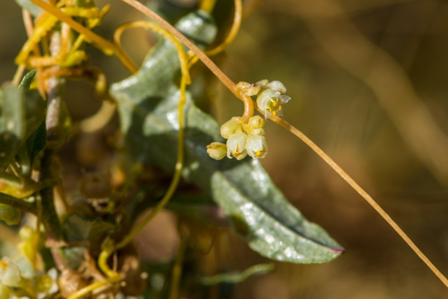 Повилика тимьяновая