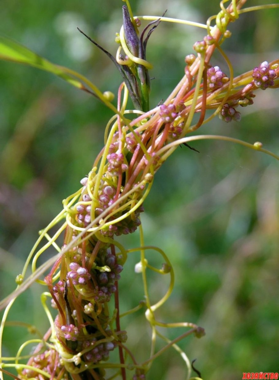 Повилика Клеверная