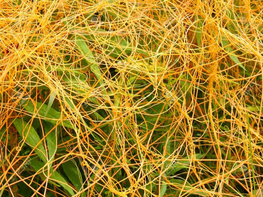 Повилика Cuscuta SPP. Эстетика