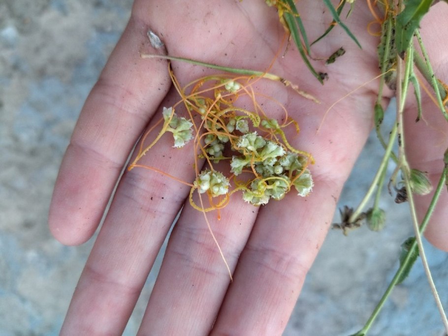 Повилика фото крупным планом