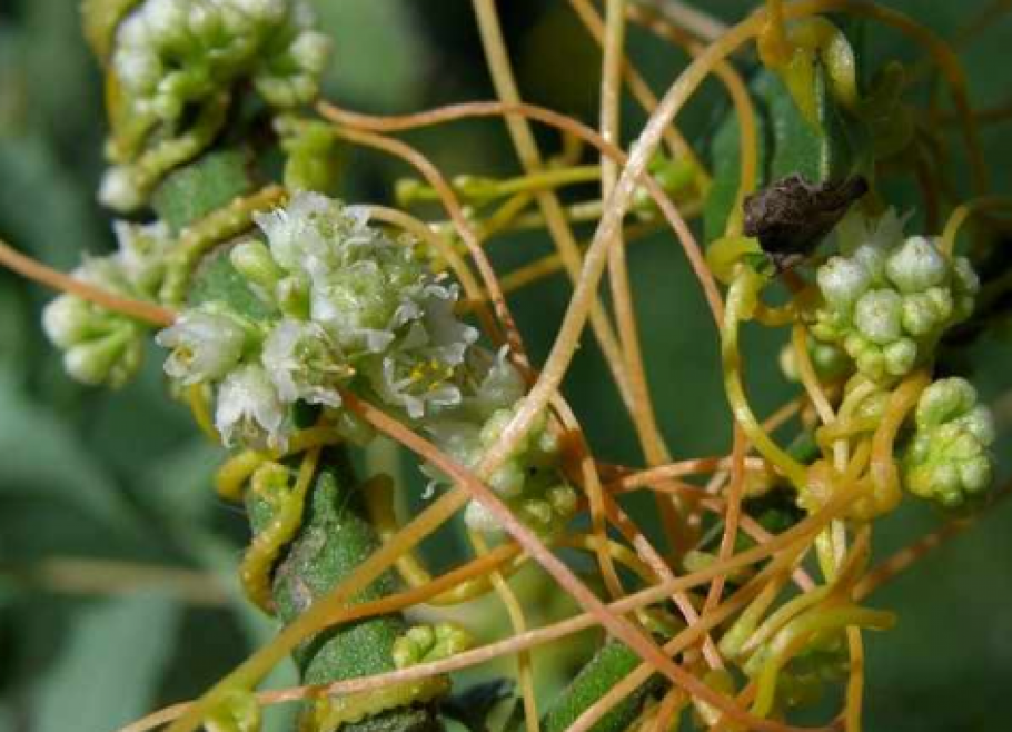 Повилика китайская