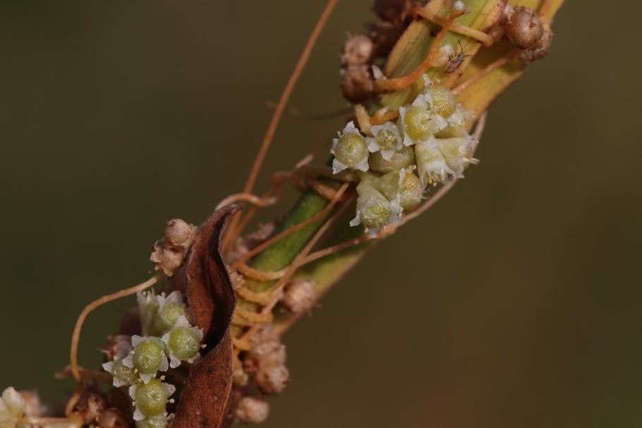 Повилика Полевая (Cuscuta Campestris)