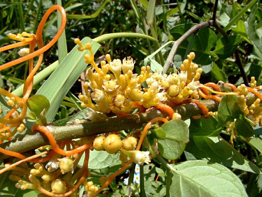 Трава паразит повилика