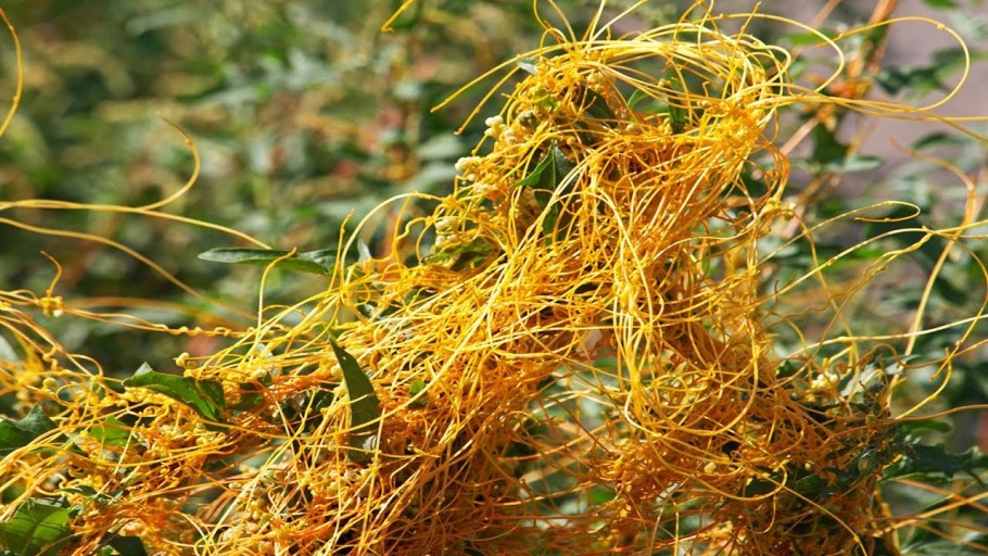 Cuscuta sandwichiana