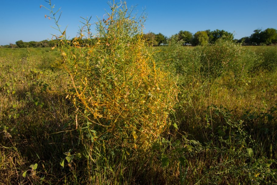 Cuscuta Campestris