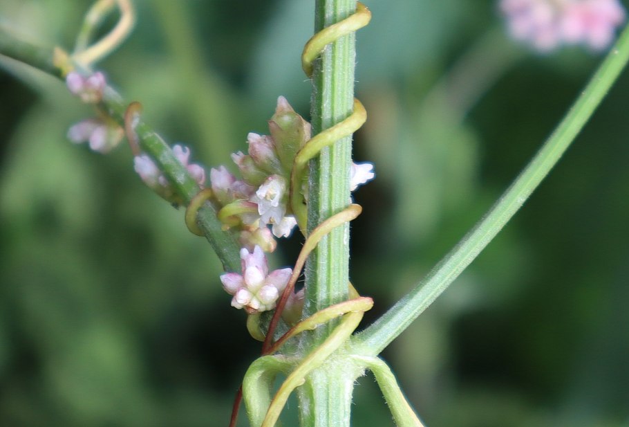 Повилика хмелевидная