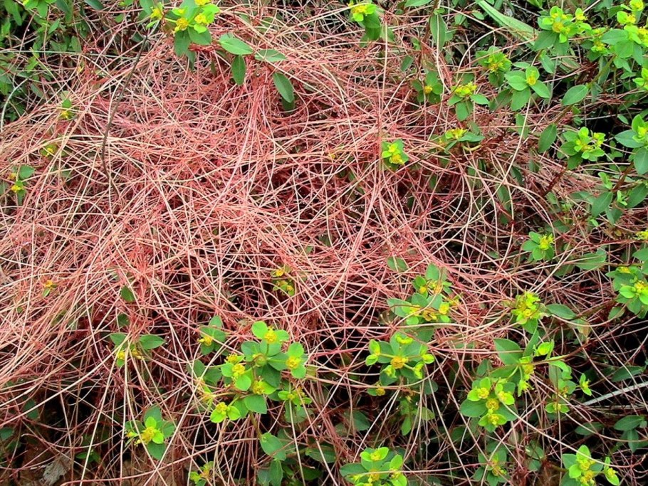 Повилика желтая