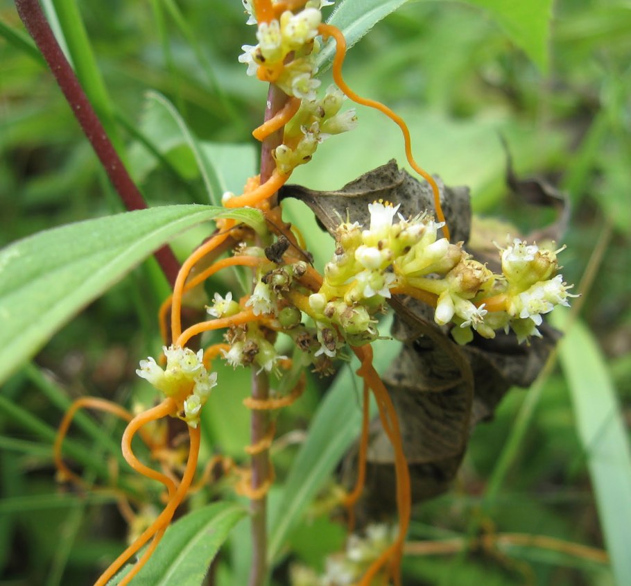 Гаустории повилики