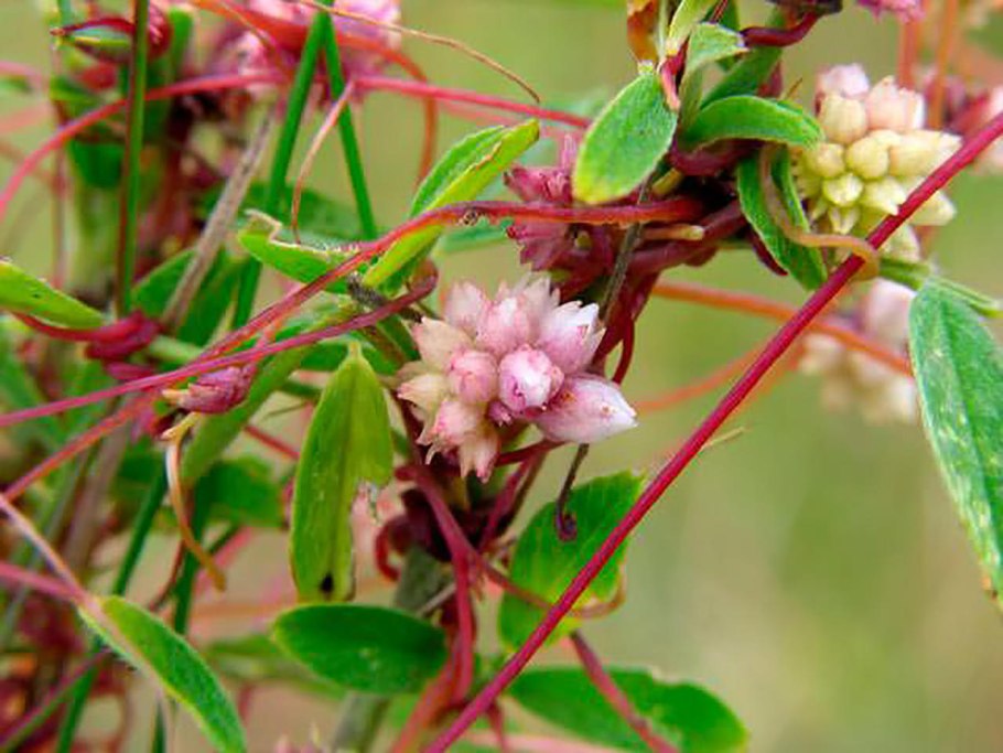 Повилика карантинный сорняк