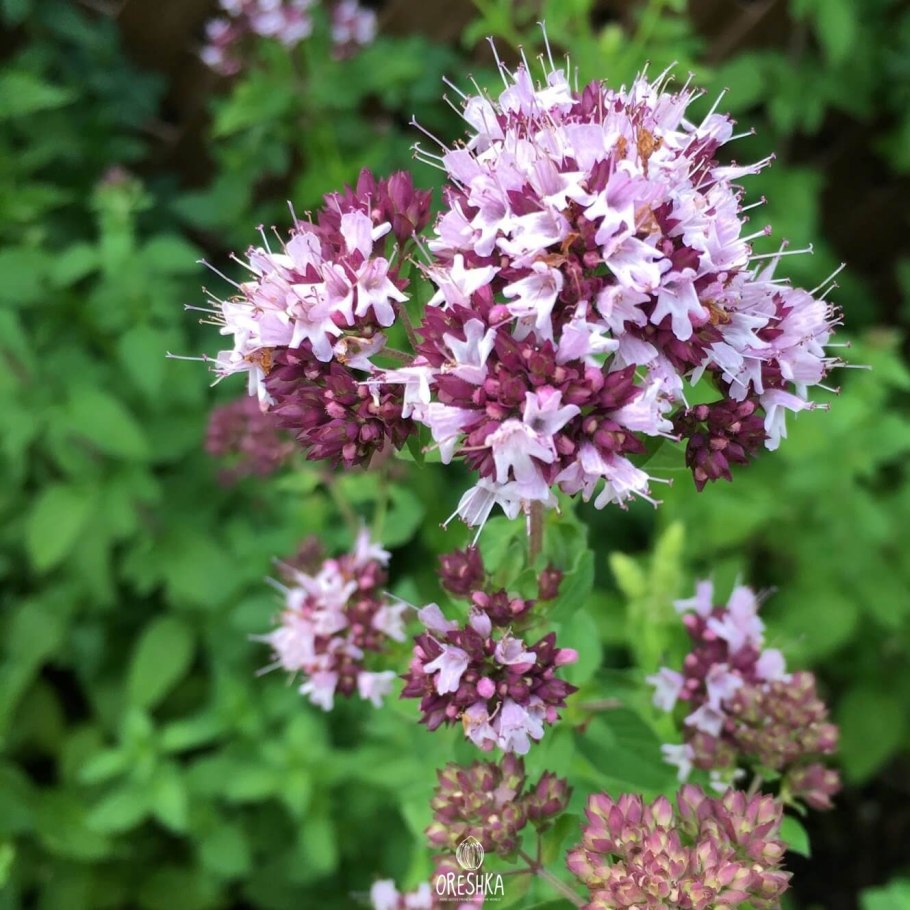 Душица обыкновенная