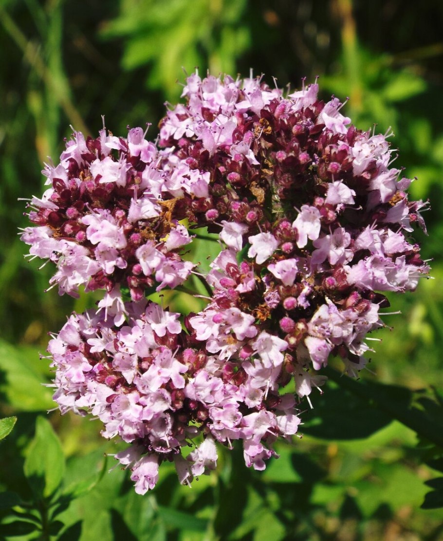 Душица обыкновенная (орегано)