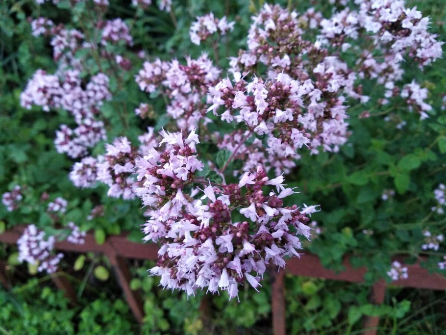 Душица обыкновенная и мята