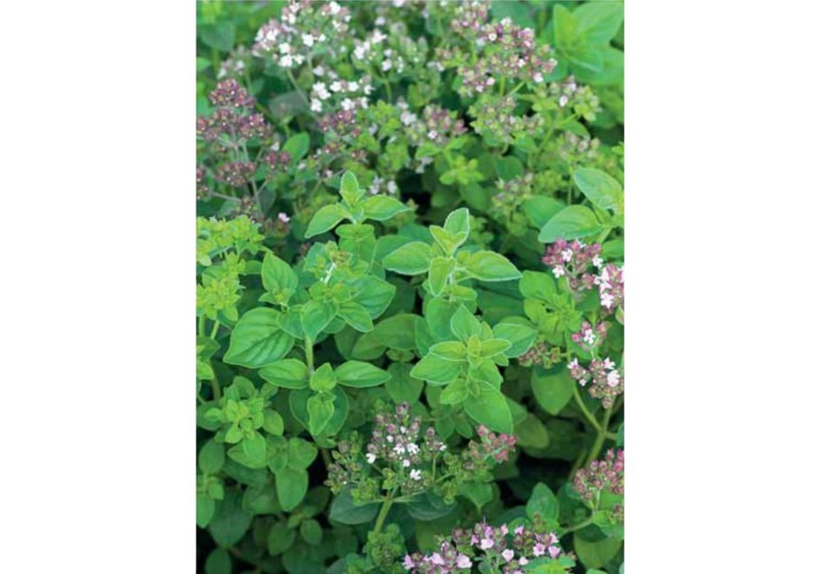 Душица обыкновенная 'Diabolo'