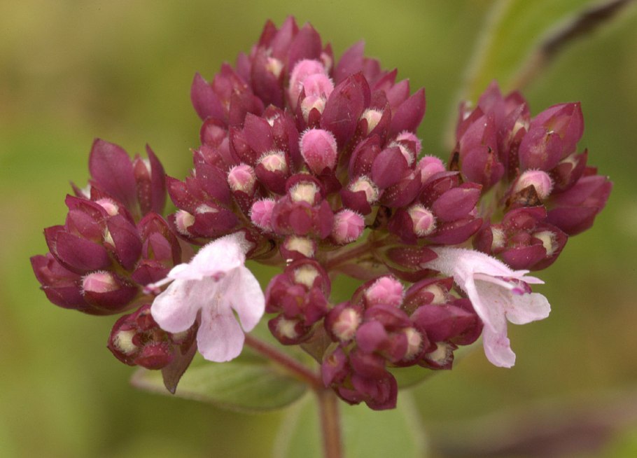 Лесная мята душица