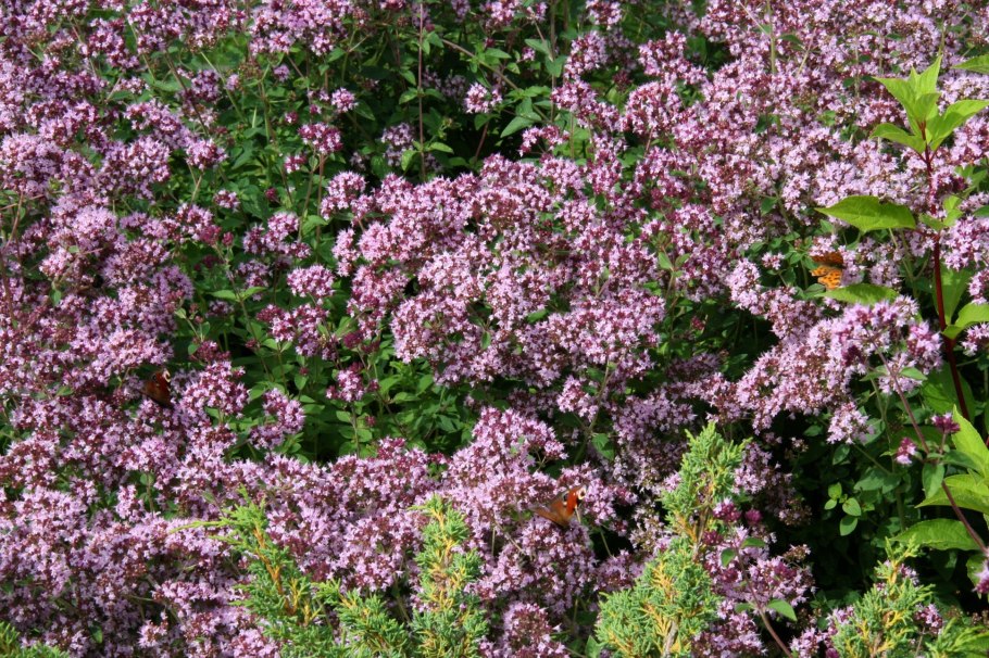 Душица обыкновенная (орегано)