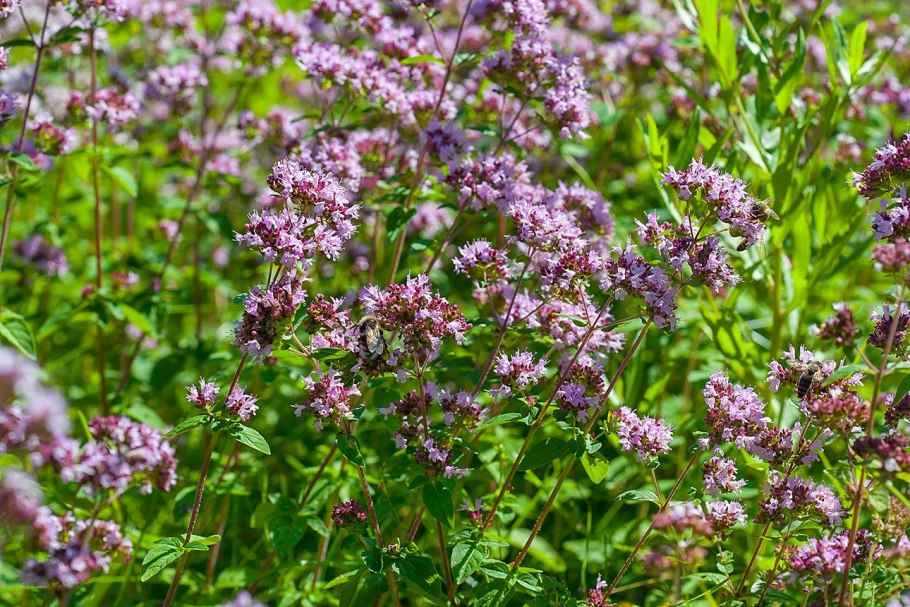Душица обыкновенная (орегано)