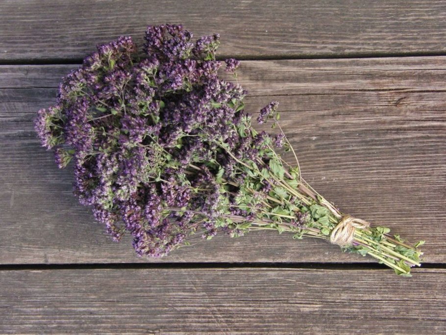 Душица Фея (орегано)