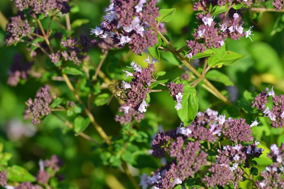 Душица обыкновенная (Origanum vulgare)