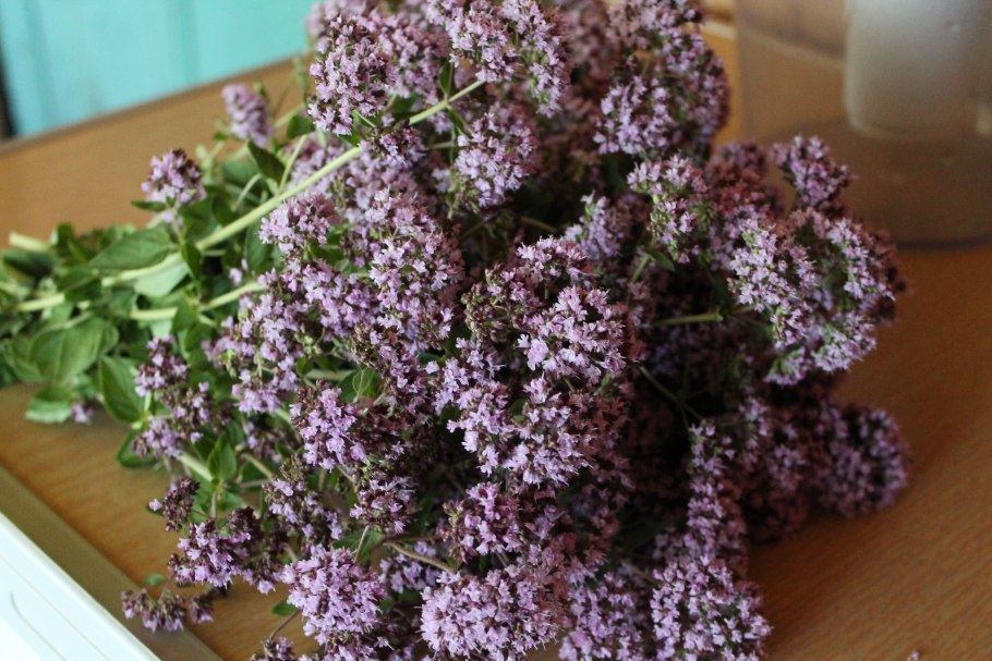 Душица обыкновенная Компактум