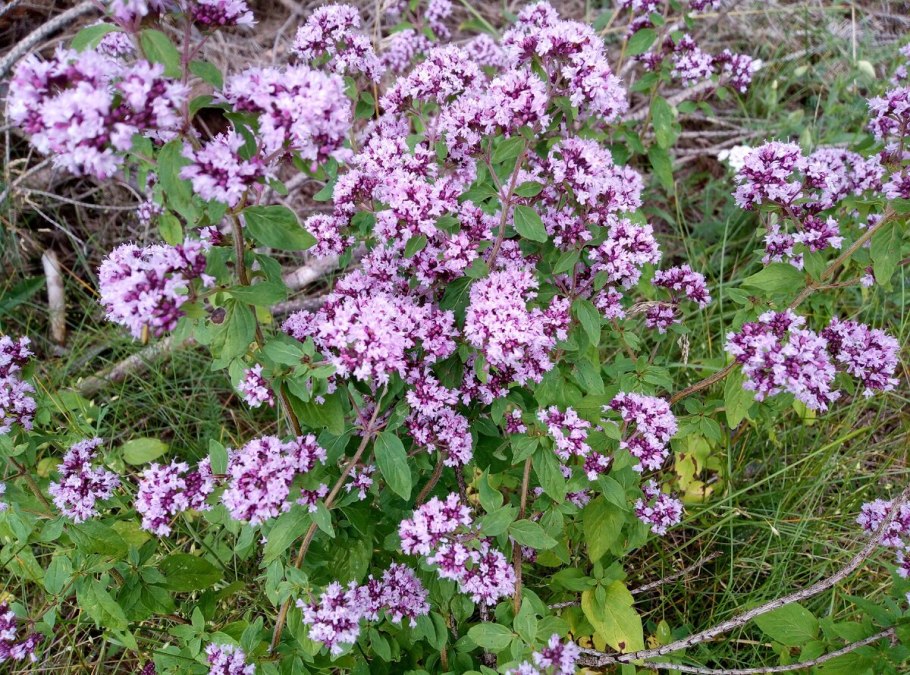 Душица Полевая