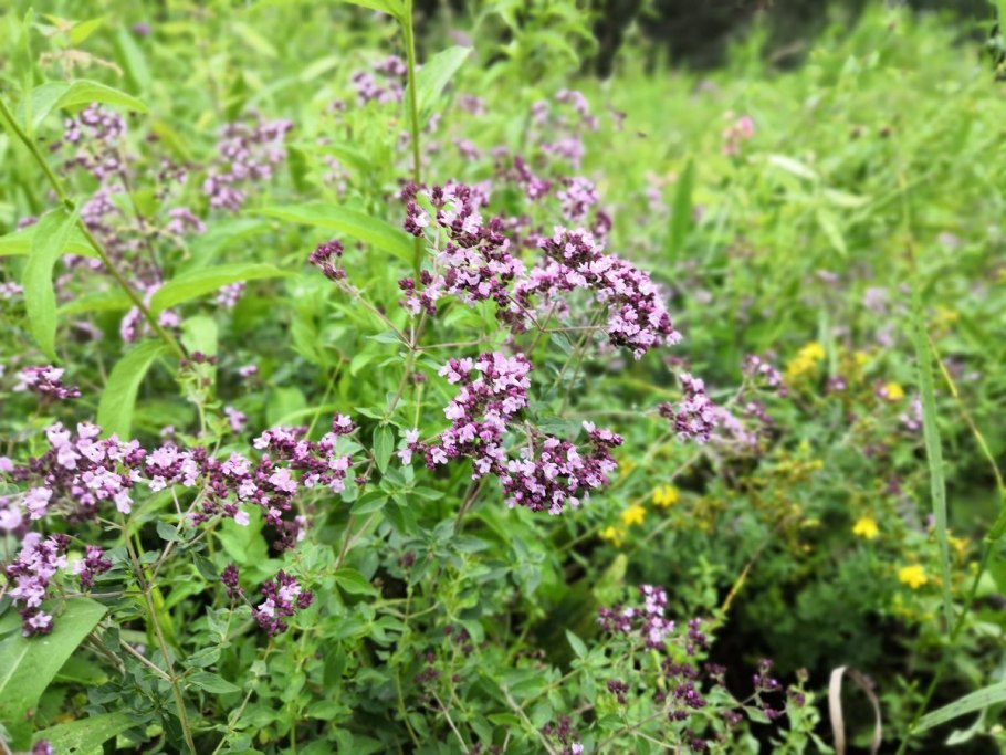 Душица обыкновенная (орегано)