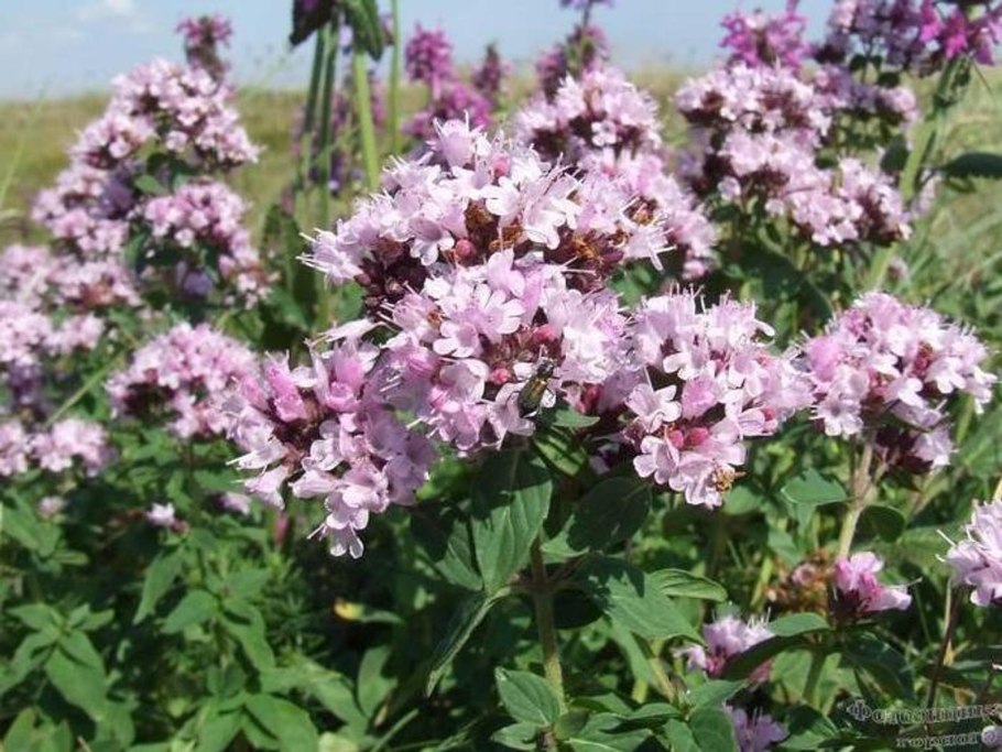 Душица обыкновенная (Oríganum vulgáre)