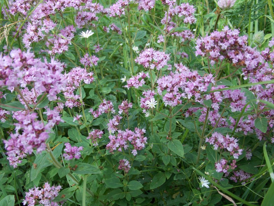 Душица обыкновенная сухая