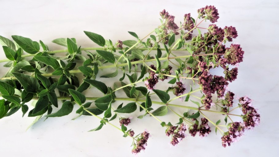 Душица Аманская