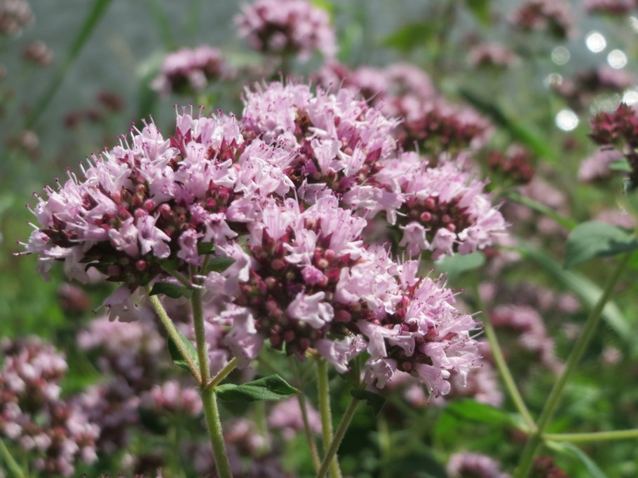 Душица compactum