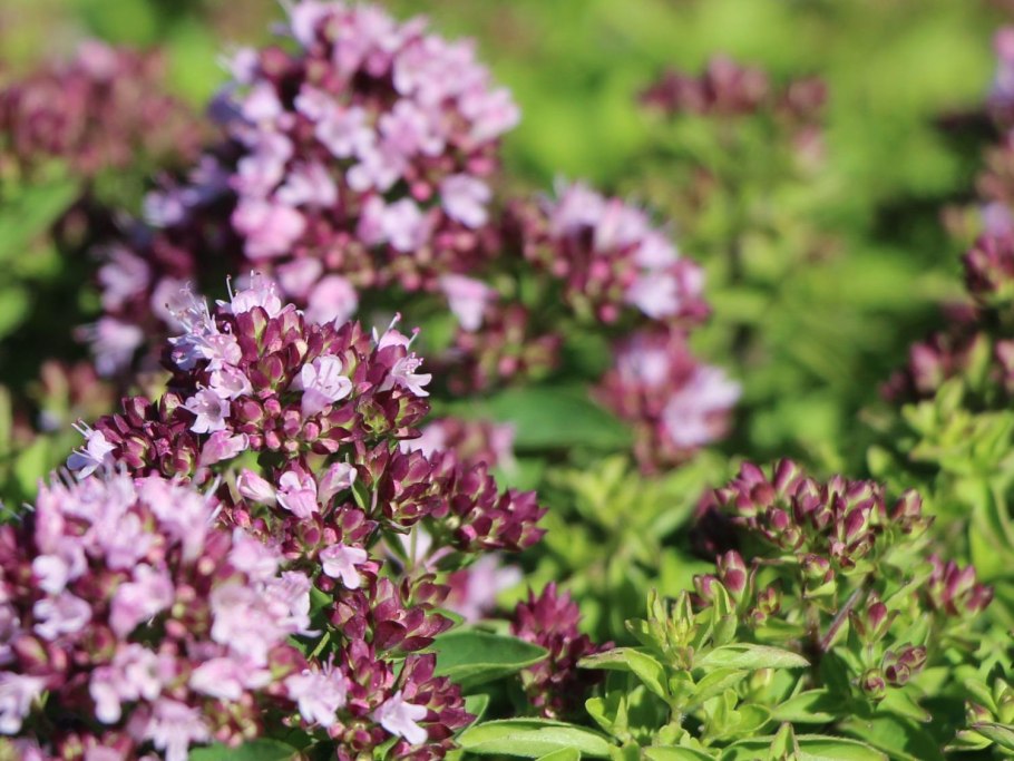 Бутоны душицы