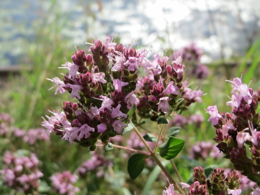 Душица обыкновенная «компакт»