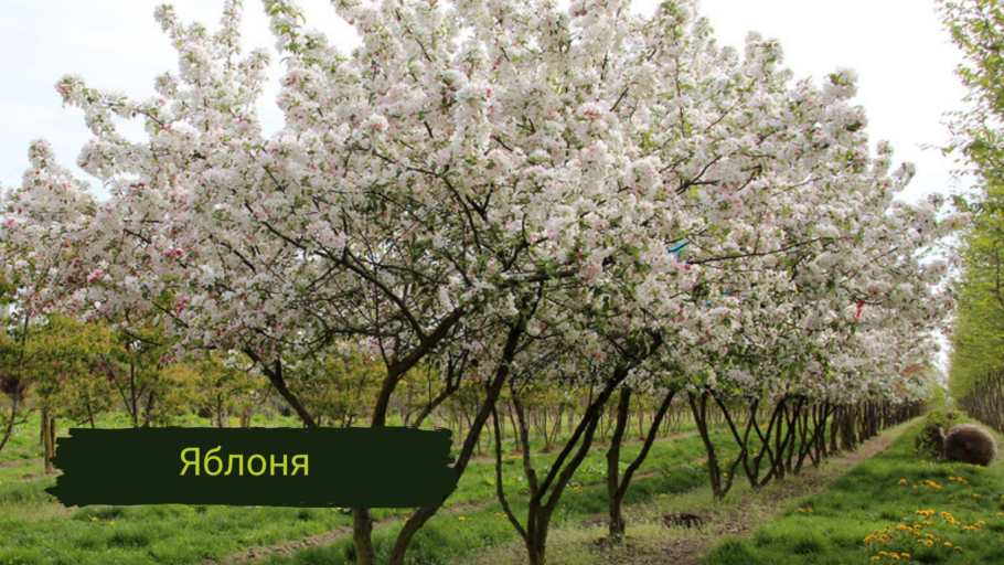 Яблоня Ягодная 'Street Parade'