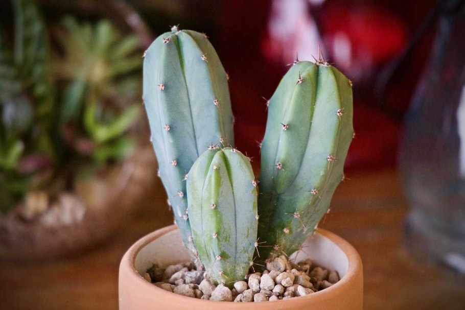 Кактус опунция неколючая