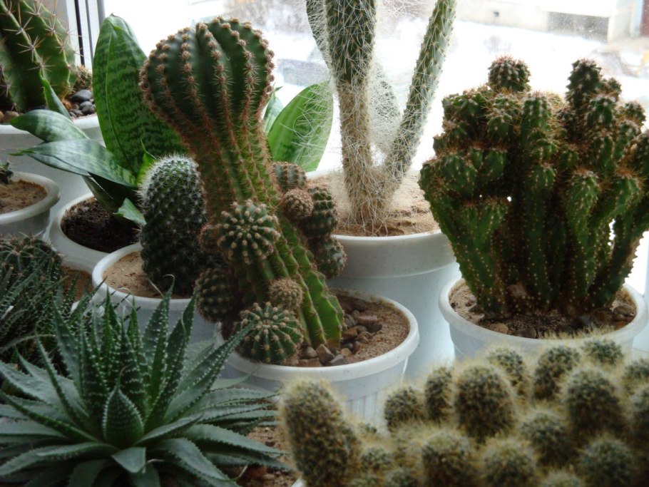 Кактус Гросса