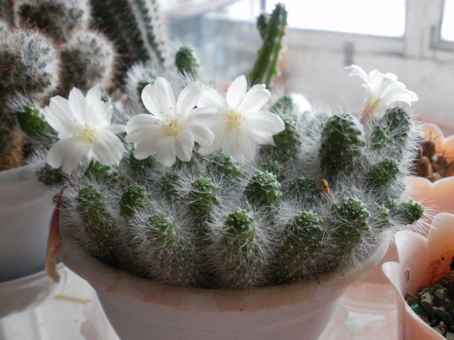 Кактус Гросса Гросса