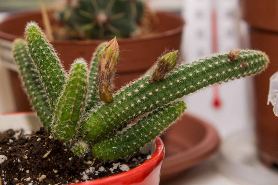 Кактус ампельный Хамецереус