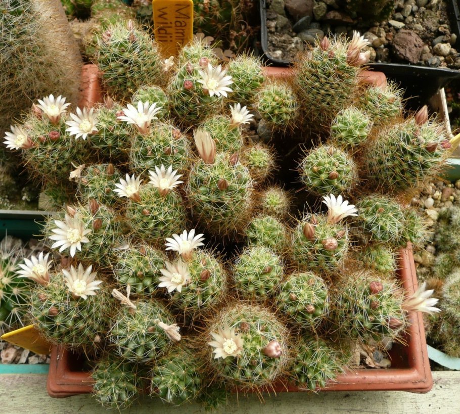 Кактус Маммиллярия Кринита