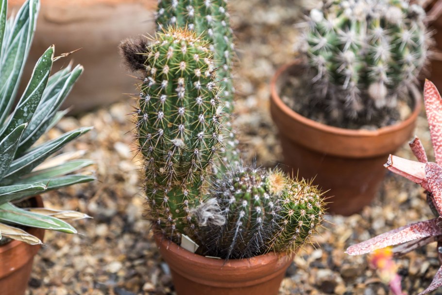 Кариофил Кактус