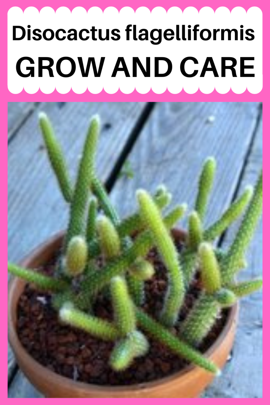 Опунция Кактус длинный