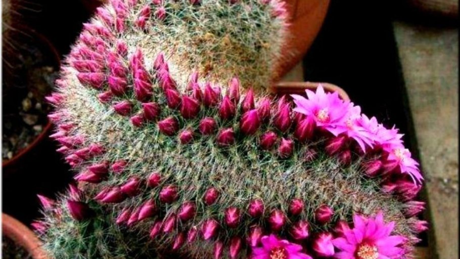 Маммиллярия кристатная цветение