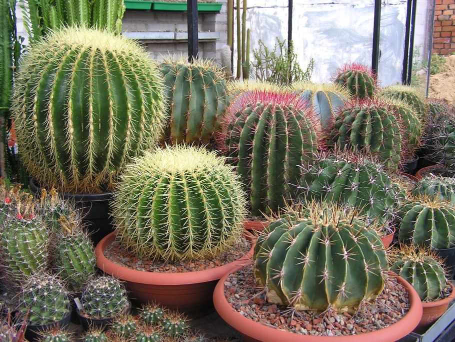 Эхинокактус цереус