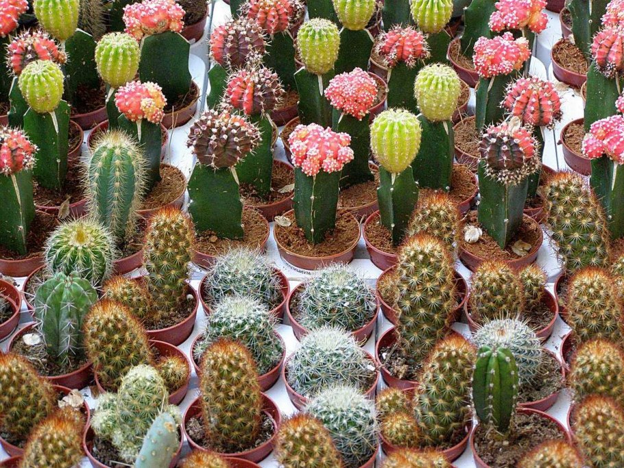 Стеблевидные кактусы