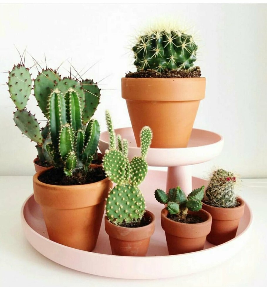 Кактусы и Суккуленты