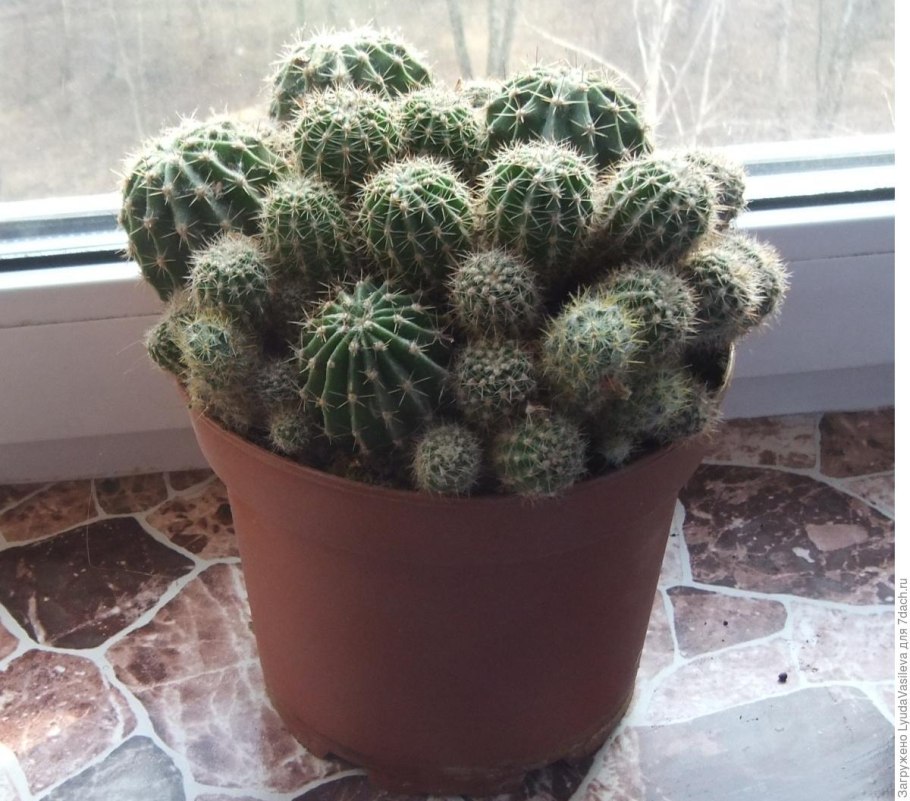 Кактус версиерд