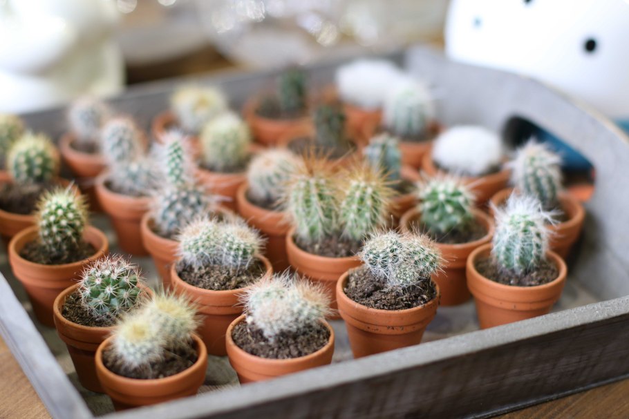 Кактус декоративный маленький