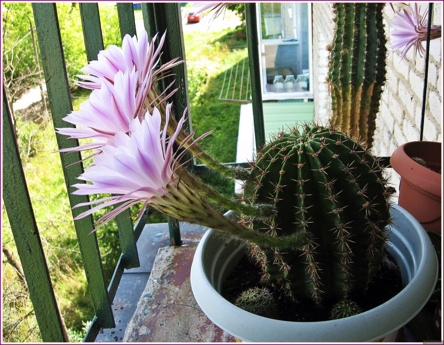 Колоновидные кактусы