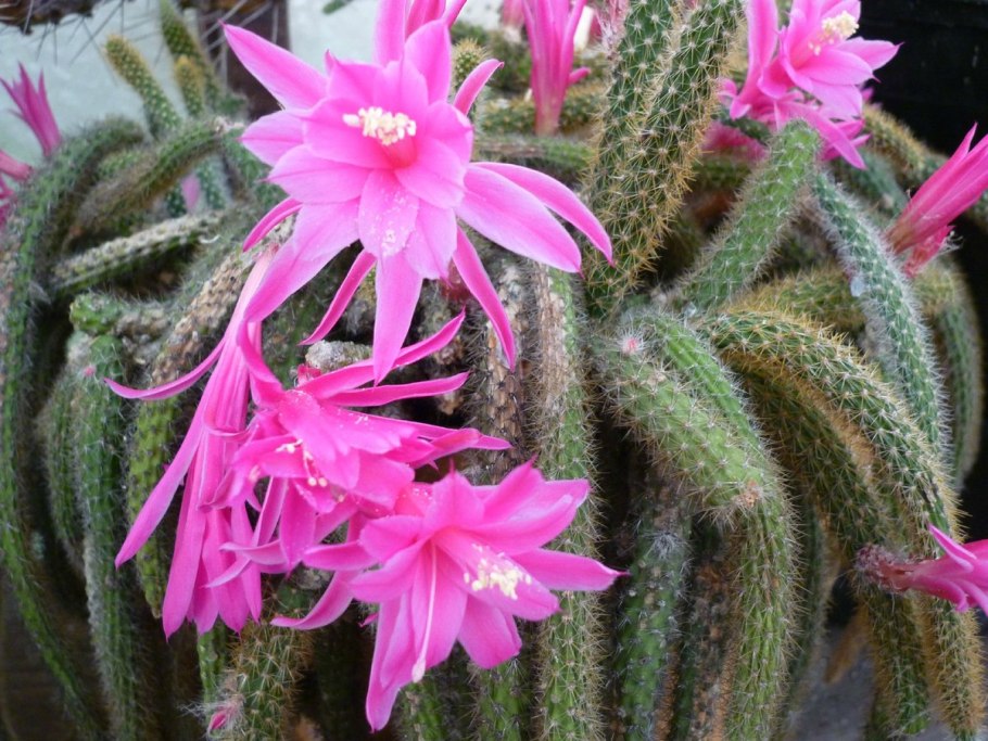 Апорокактус флагеллиформис