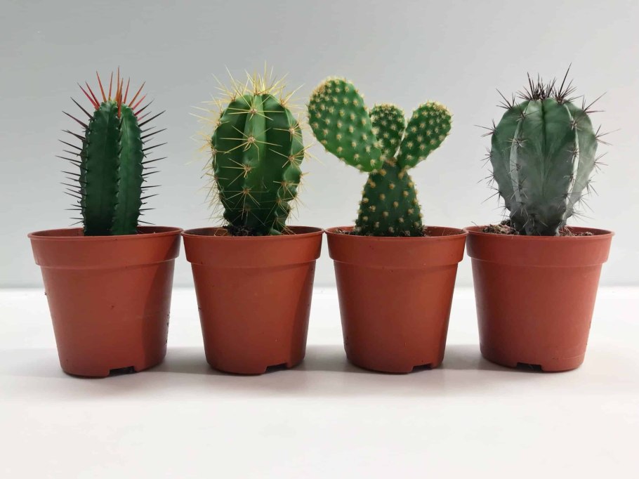 Гладкий Кактус Архангельск