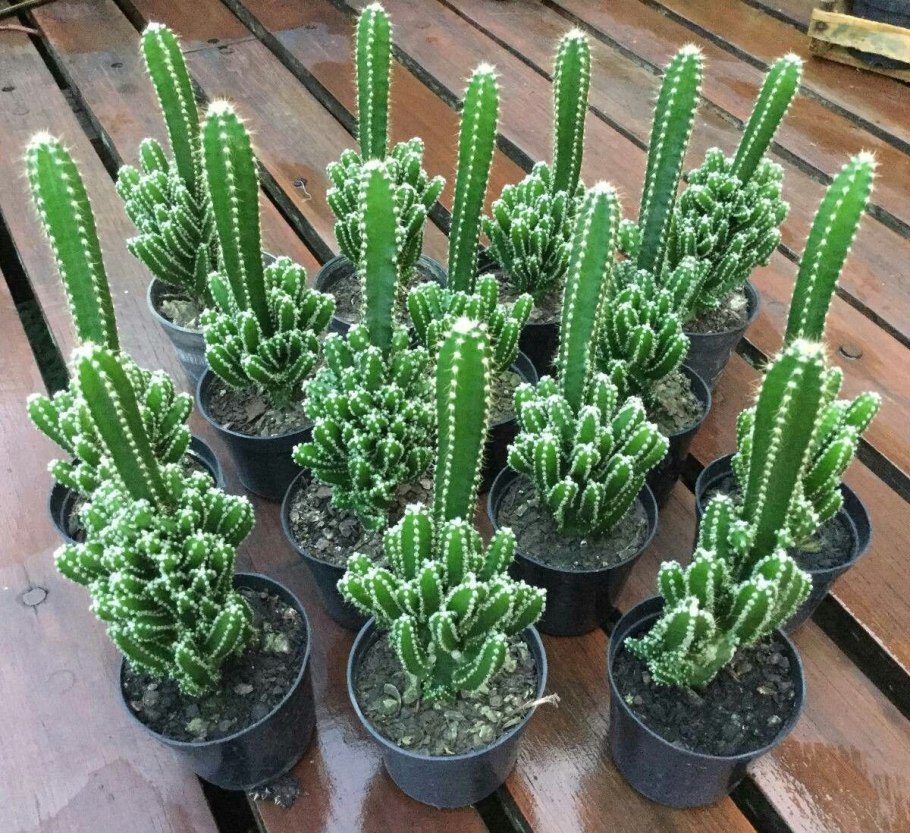 Кактус суккулент четырехгранный