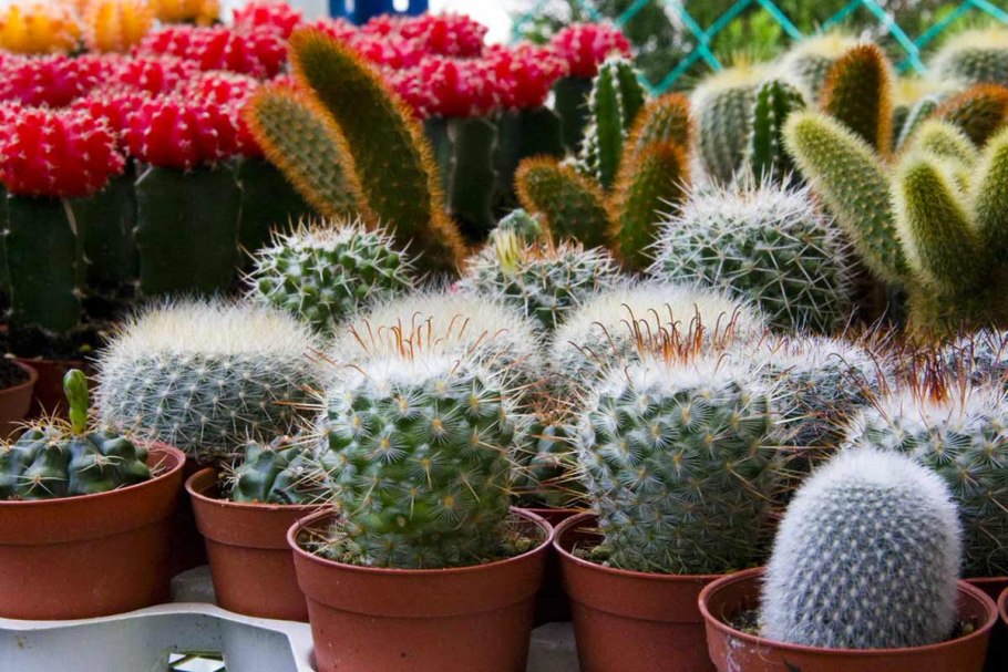 Кактус опунция микс